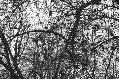 Tangled winter branches Фото