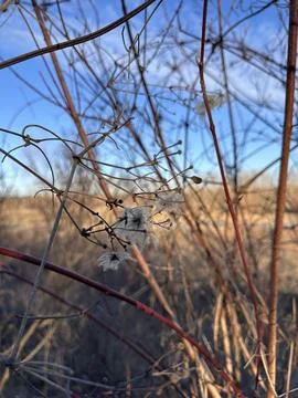 Tangled Winter Vines with Seed Fluff in Golden Light Stock Photos