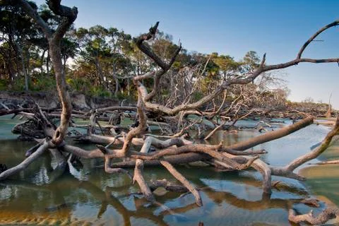 Tanglewood 스톡 사진