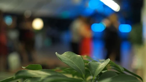 Tango. Plant on the background of couples dancing a tango. Out of focus, bokeh. Stock-Footage 125536723