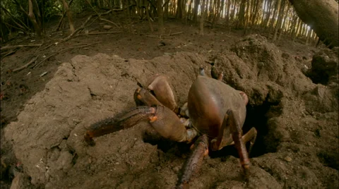 Tangoman crab crawling back into its Stock Video Pond5