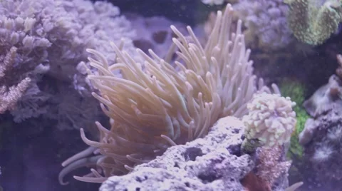 Tank Anemone. Stock Footage 56332844