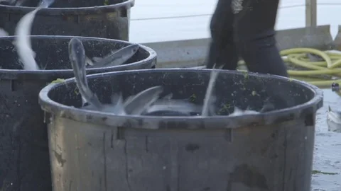 Tank with the catch of the day Stock Footage 71202638