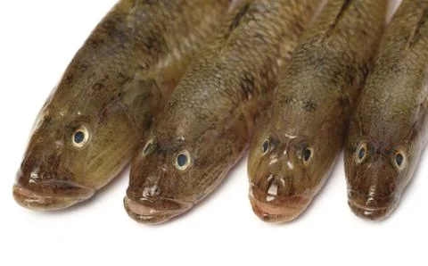 Tank goby Foto stock