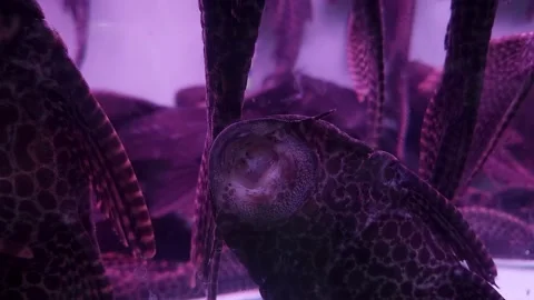 A tank of Sailfin Pleco, underside, 4K Stock Footage 272946879