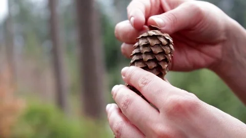 Tannenzapfen im Wald 스톡 동영상 70159464
