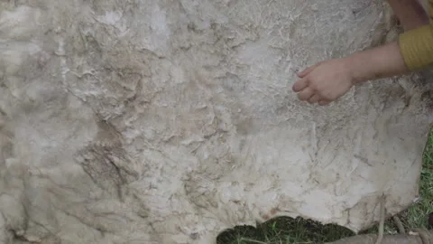 Tanner Cleans a Cow Hide Stock Footage 245796308