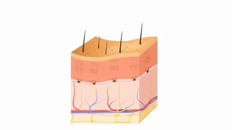Tanning process. Skin Vidéo 116050486