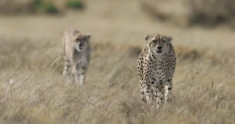 Tano Bora Cheetahs walking through the Maasai Mara tall Grass 스톡 동영상 153394205