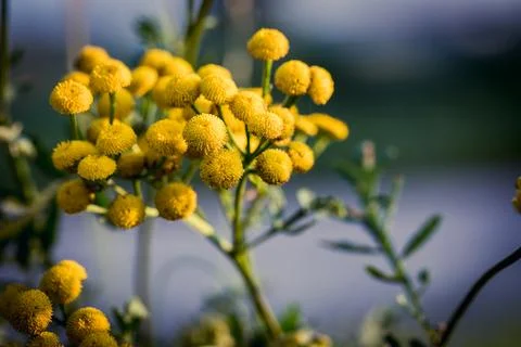 Tansy in bloom. Photos