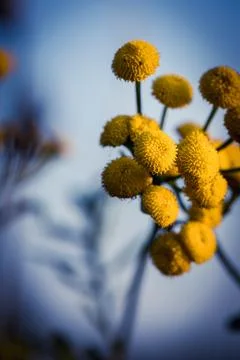 Tansy in bloom. Photos