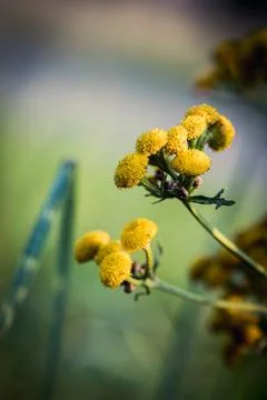 Tansy in bloom. Photos