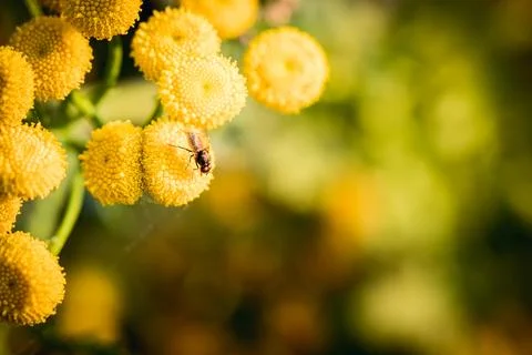 Tansy in bloom. Foto stock