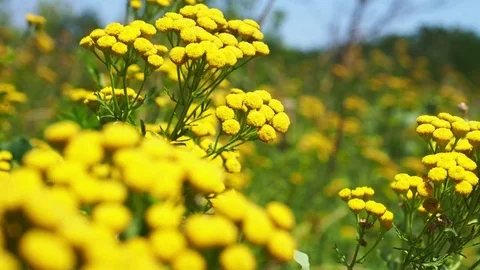 Tansy in field in summer Stock Footage 82986696