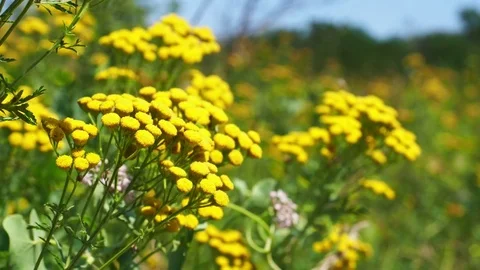 Tansy in field in summer Stock Footage 82986960