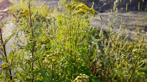 Tansy flowers closeup view Stock Footage 29910089