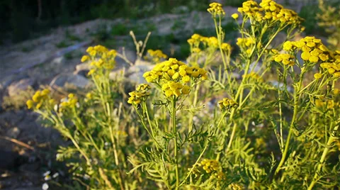 Tansy flowers closeup view Stock Footage 30367888
