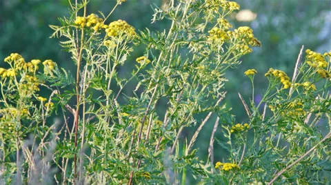 Tansy flowers closeup view Stock Footage 30594884