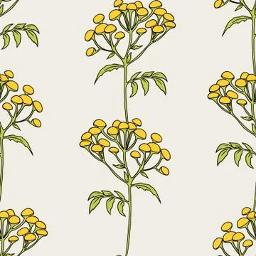 Tansy flowers pattern Stock Illustration