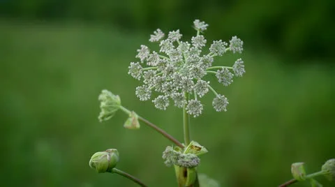 Tansy Stock Footage 25541392