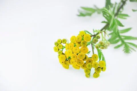 Tansy herb Stock Photos