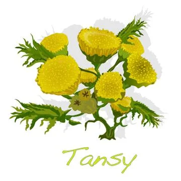 Tansy herb vector illustration Stock Illustration