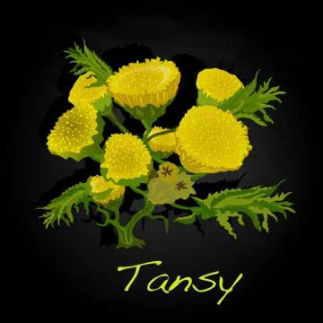 Tansy herb vector illustration Stock Illustration