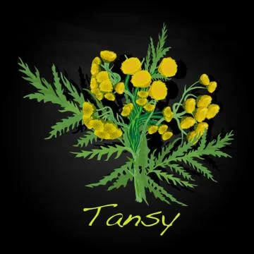 Tansy herb vector illustration Stock Illustration