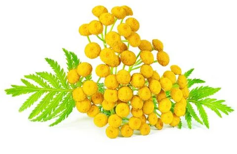 Tansy isolated Stock Photos