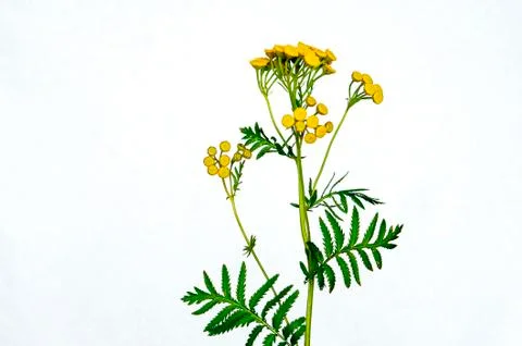Tansy (lat.Tanactum) is a genus of perennial herbaceous plants. Stock Photos