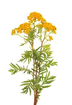 Tansy or Tanacetum vulgare flowers, isolated on white background. Medicinal Stock Photos