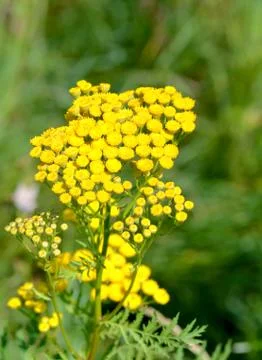 Tansy Stock Photos