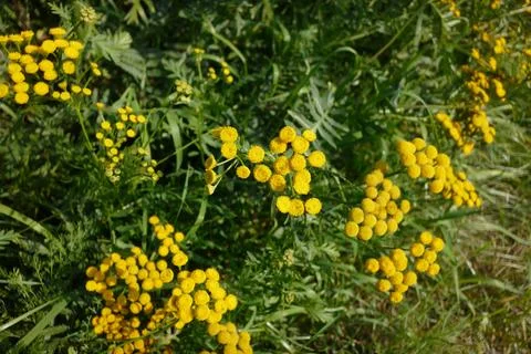 Tansy 库存照片
