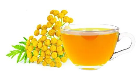 Tansy tea Stock Photos
