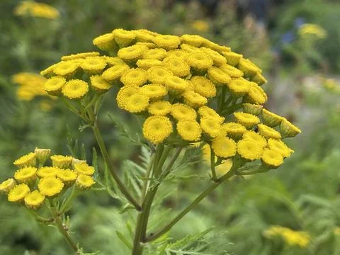 Tansy yellow Stock Photos