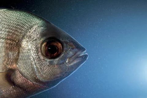 Tanuta fish Stock Photos