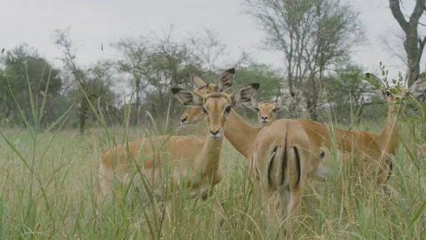Tanzania 005 Impala Grazing Video stock 129421237