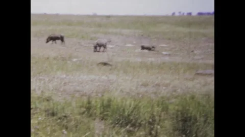 Tanzania 1973, Journey Through the Serengeti: 70s Safari Adventure Stock Footage 244593332