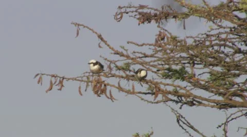 Tanzania birds in tree Stock Footage 12658090