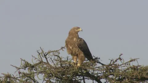 Tanzania Eagle on tree Stock Footage 12658088