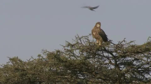 Tanzania Eagle on tree Stock Footage 12658089