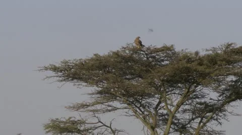 Tanzania Eagle on tree Stock Footage 12658102