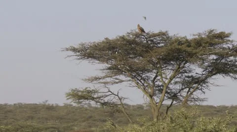 Tanzania Eagle on tree Video stock 12658111