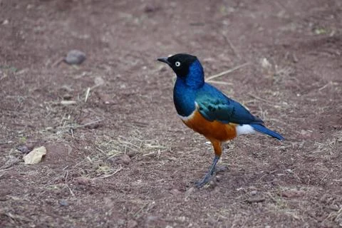 TANZANIA - SERENGETI - SUPERB STARLING Stock Photos