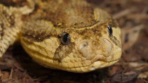 Tanzanian Puff Adder 01 Stock Footage 88024199