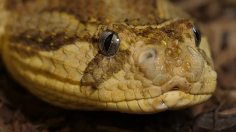 Tanzanian Puff Adder 02 Stock Footage 88024137