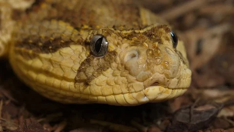 Tanzanian Puff Adder 03 Stock Footage 88024212