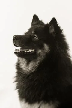 Tao-7 Stock Photos