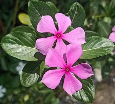 Tapak Dara Flower Stock Photos