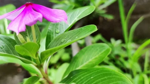 Tapak Dara Flower Texture Stock Footage 219222253